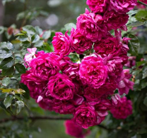 Climbing roses blooming all summer &#8211; winter-hardy varieties  