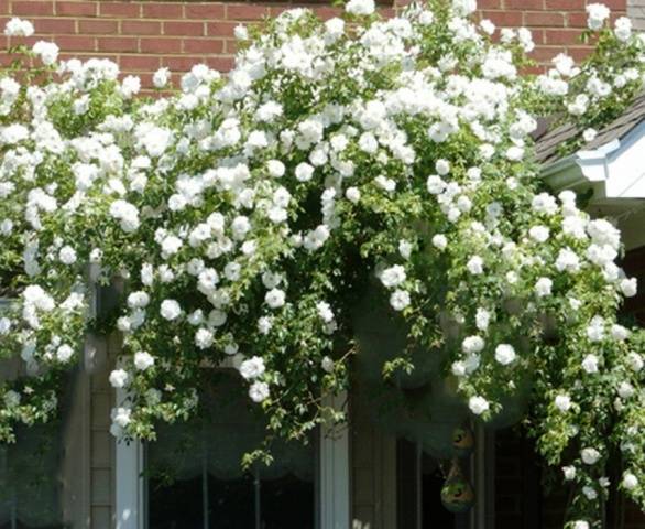 Climbing roses blooming all summer &#8211; winter-hardy varieties  