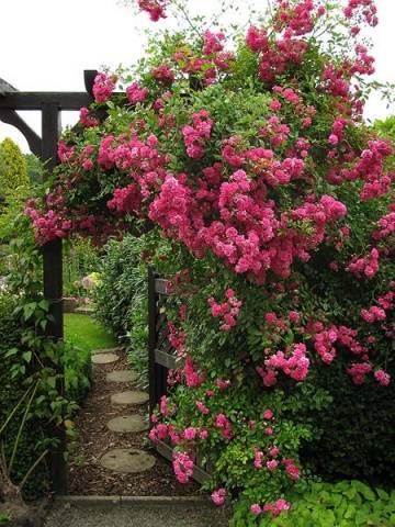 Climbing roses blooming all summer &#8211; winter-hardy varieties  