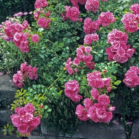 Climbing roses blooming all summer &#8211; winter-hardy varieties  