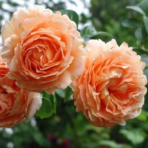 Climbing roses blooming all summer &#8211; winter-hardy varieties  