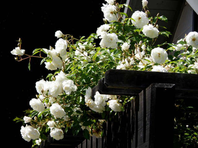 Climbing roses blooming all summer &#8211; winter-hardy varieties  