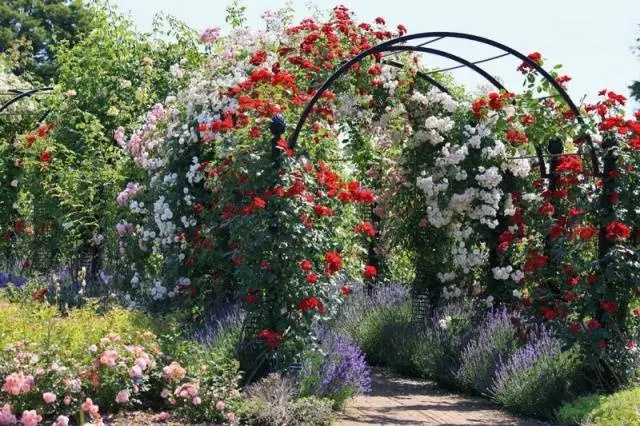 Climbing roses blooming all summer &#8211; winter-hardy varieties  