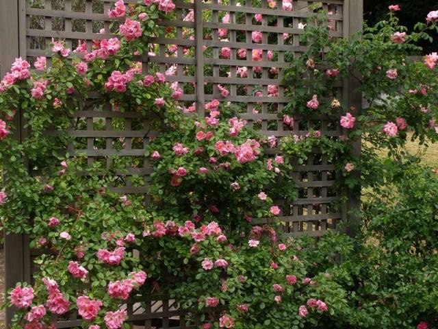 Climbing roses blooming all summer &#8211; winter-hardy varieties  