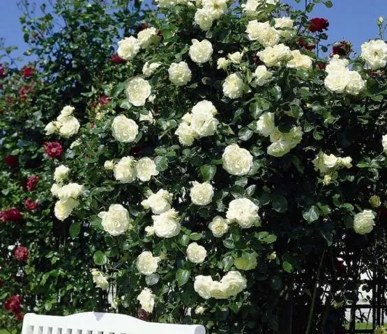 Climbing roses blooming all summer &#8211; winter-hardy varieties  