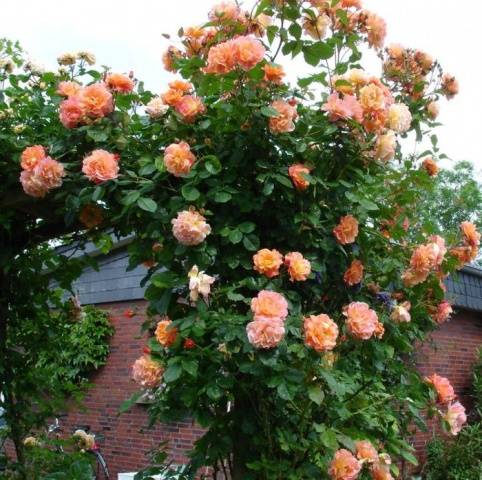 Climbing roses blooming all summer &#8211; winter-hardy varieties  