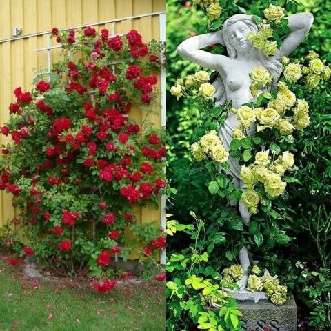 Climbing roses blooming all summer &#8211; winter-hardy varieties  