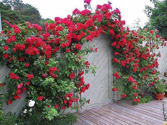 Climbing roses blooming all summer &#8211; winter-hardy varieties  