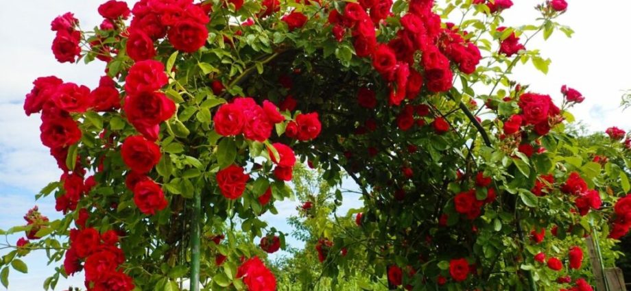 Climbing roses blooming all summer &#8211; winter-hardy varieties  