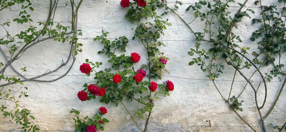 Climbing roses: cultivation and proper care