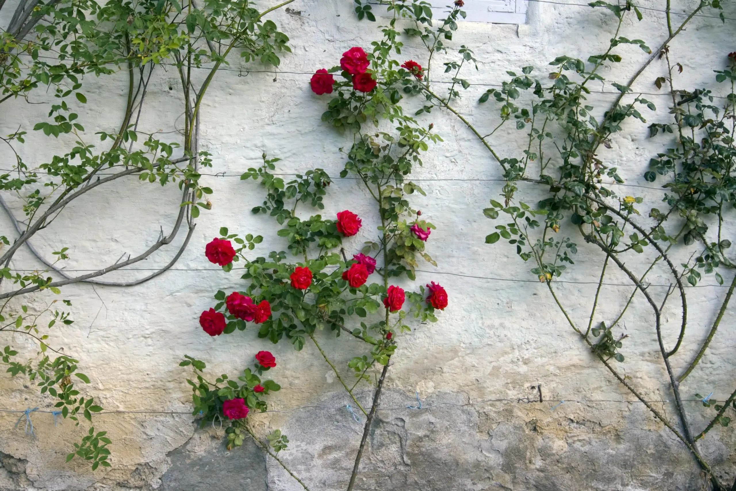 Climbing roses: cultivation and proper care