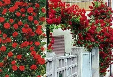 Climbing roses in landscape design