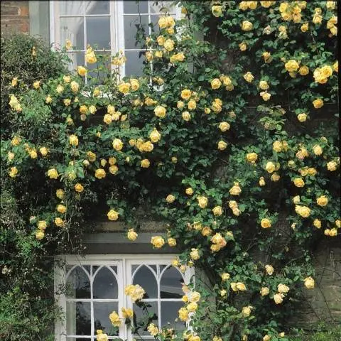 Climbing roses in landscape design