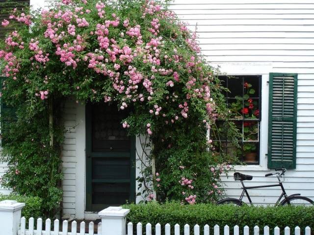 Climbing roses in landscape design