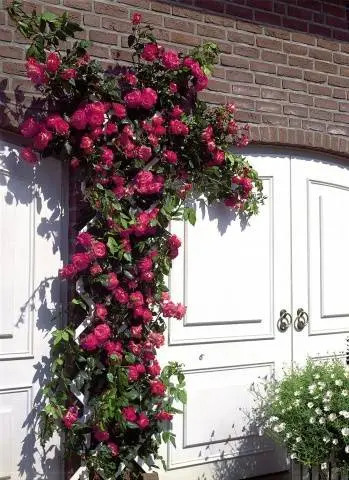 Climbing roses in landscape design