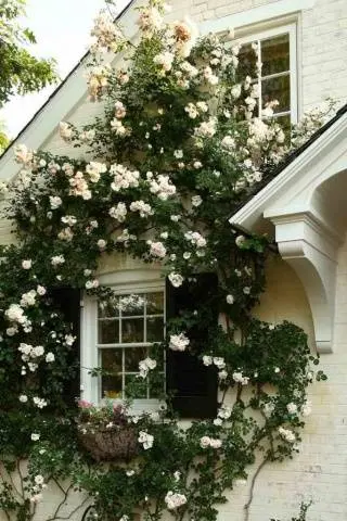 Climbing roses in landscape design