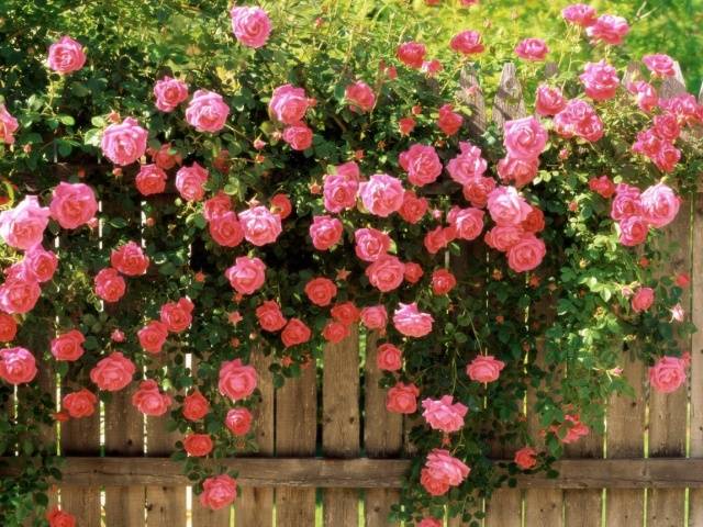 Climbing roses in landscape design