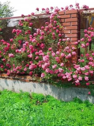 Climbing roses in landscape design