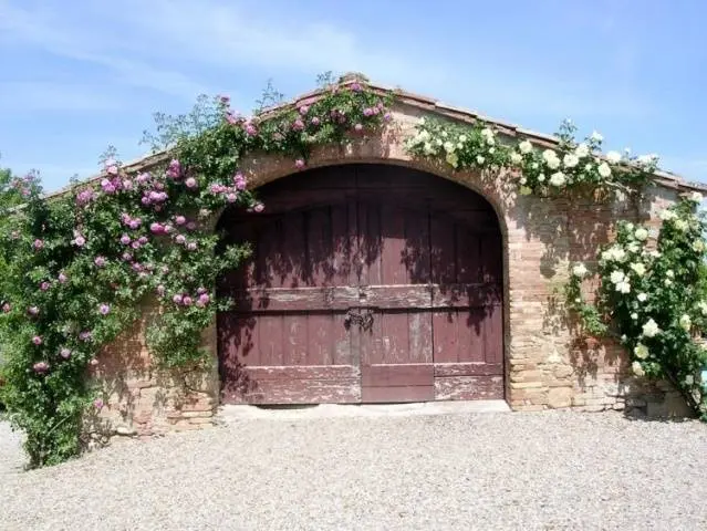 Climbing roses in landscape design