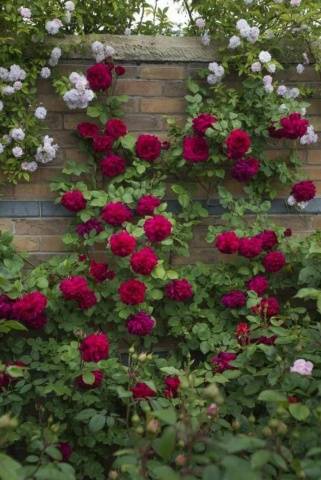 Climbing roses in landscape design