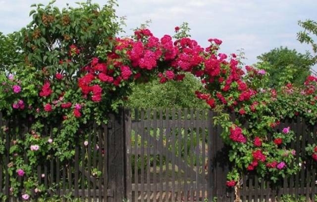 Climbing roses in landscape design