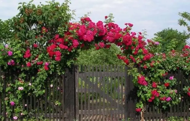 Climbing roses in landscape design