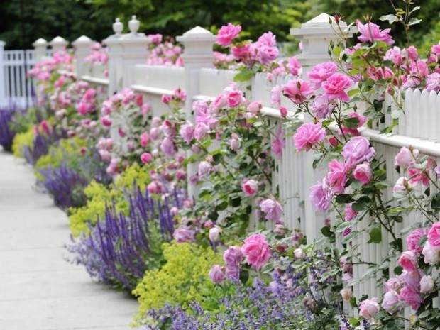 Climbing roses in landscape design