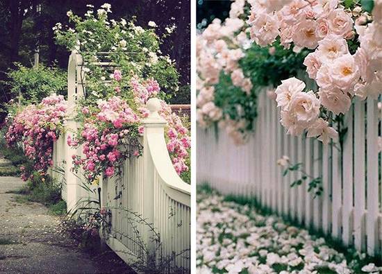 Climbing roses in landscape design