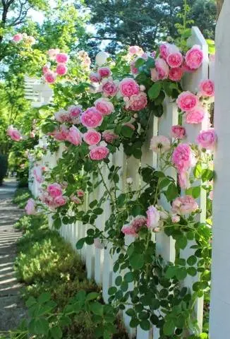 Climbing roses in landscape design