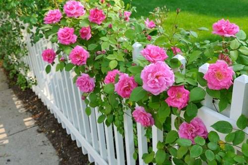 Climbing roses in landscape design