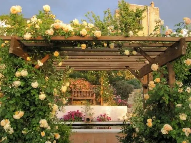 Climbing roses in landscape design