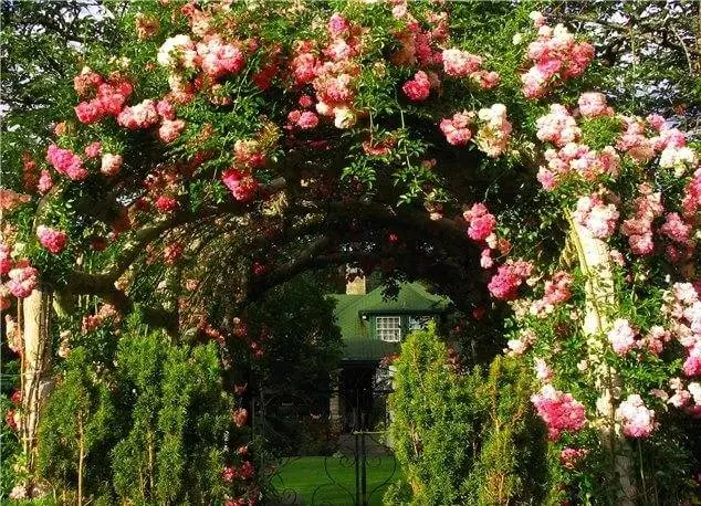 Climbing roses in landscape design