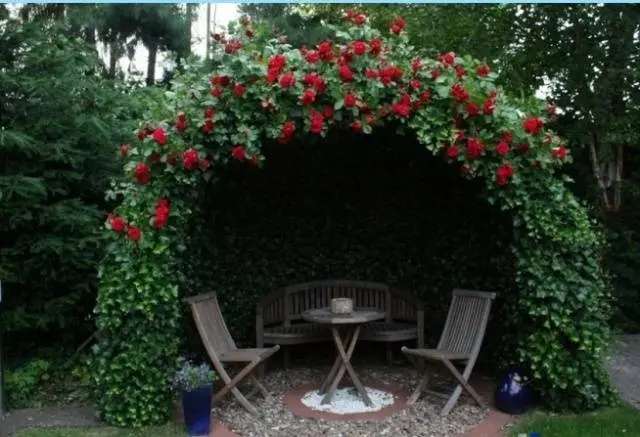 Climbing roses in landscape design