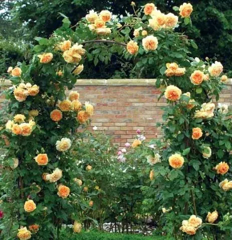 Climbing roses in landscape design