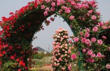 Climbing roses in landscape design