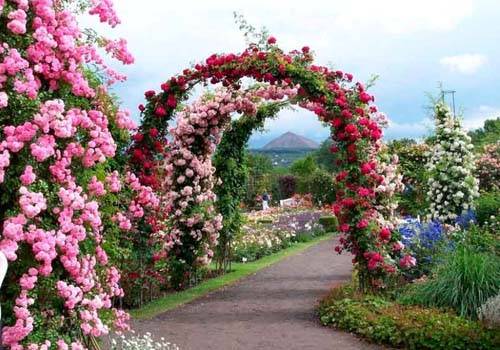 Climbing roses in landscape design