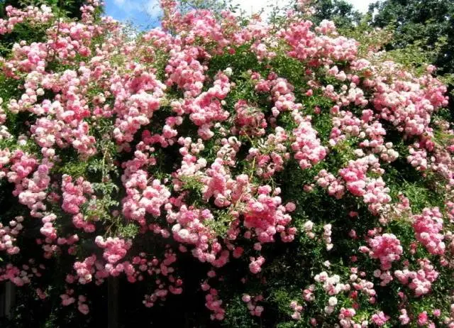 Climbing roses in landscape design