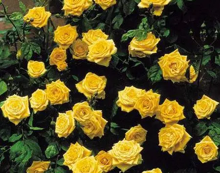 Climbing roses in landscape design