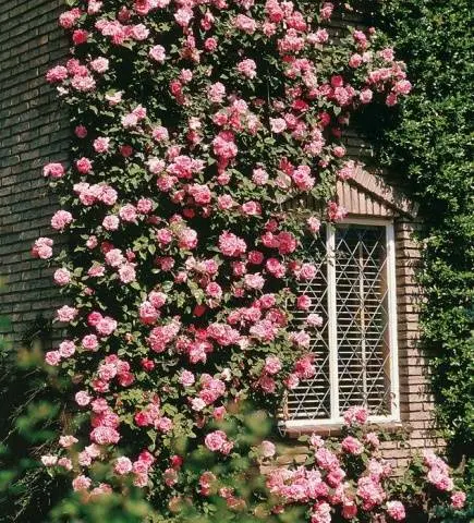 Climbing roses in landscape design