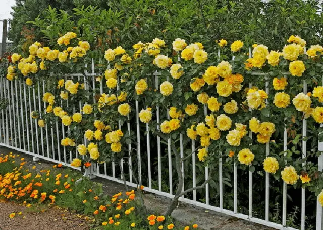 Climbing yellow rose Casino (Casino): planting, care, variety description, reviews