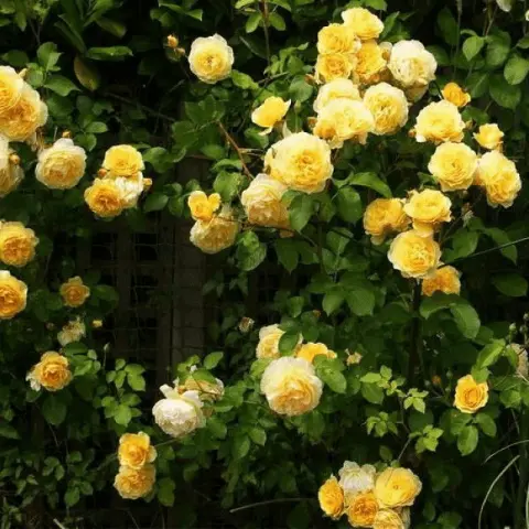 Climbing yellow rose Casino (Casino): planting, care, variety description, reviews