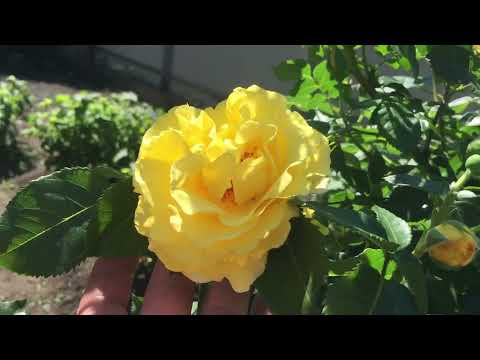 Climbing yellow rose Casino (Casino): planting, care, variety description, reviews