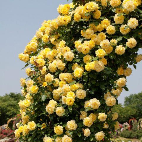 Climbing yellow rose Casino (Casino): planting, care, variety description, reviews