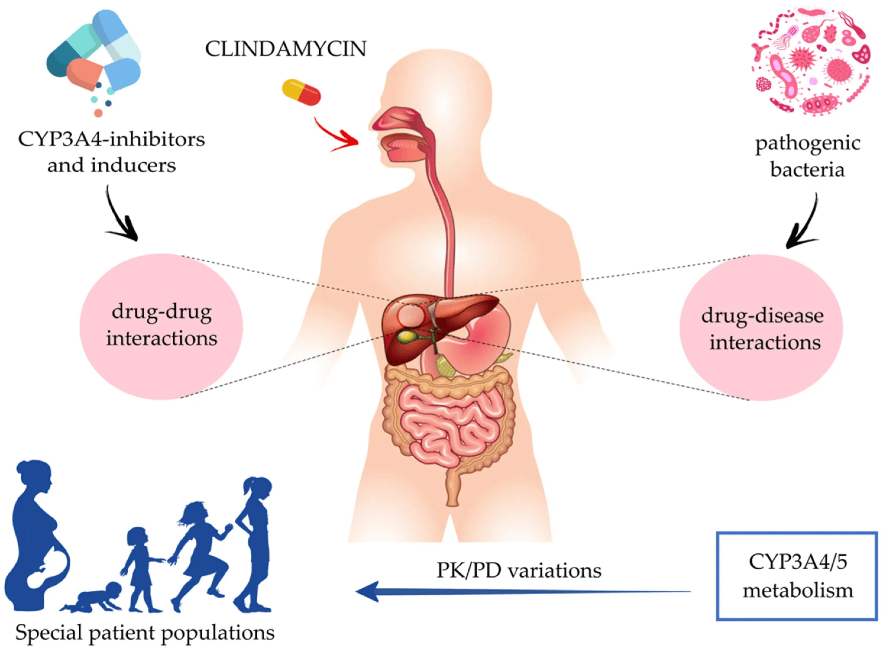 Clindamycin &#8211; action, dosage and side effects