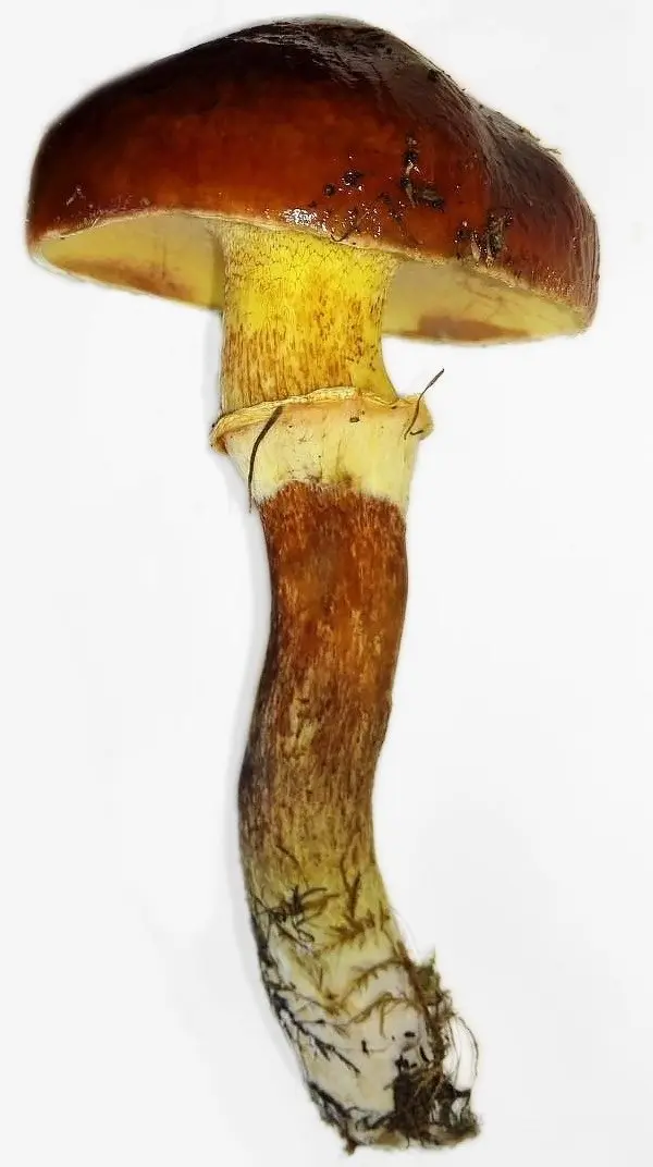 Clintons butterdish (Suillus clintonianus) photo and description