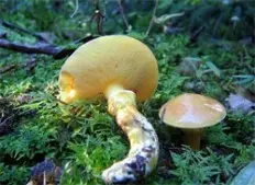 Clintons butterdish (Suillus clintonianus) photo and description