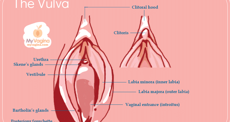 Clitoris &#8211; role and structure. Clitoral surgery &#8211; explanation