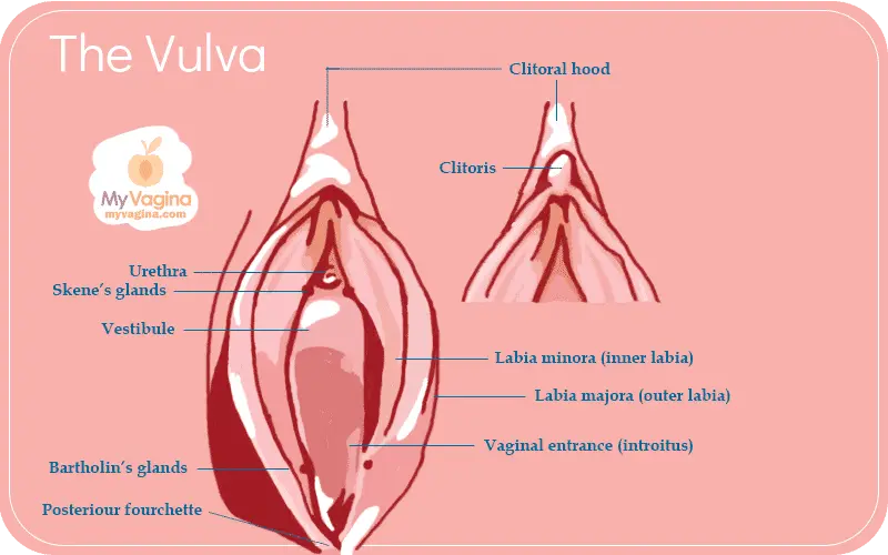 Clitoris &#8211; role and structure. Clitoral surgery &#8211; explanation