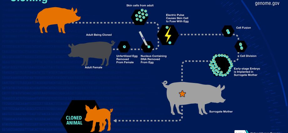 Cloning &#8211; what is it? Types of cloning