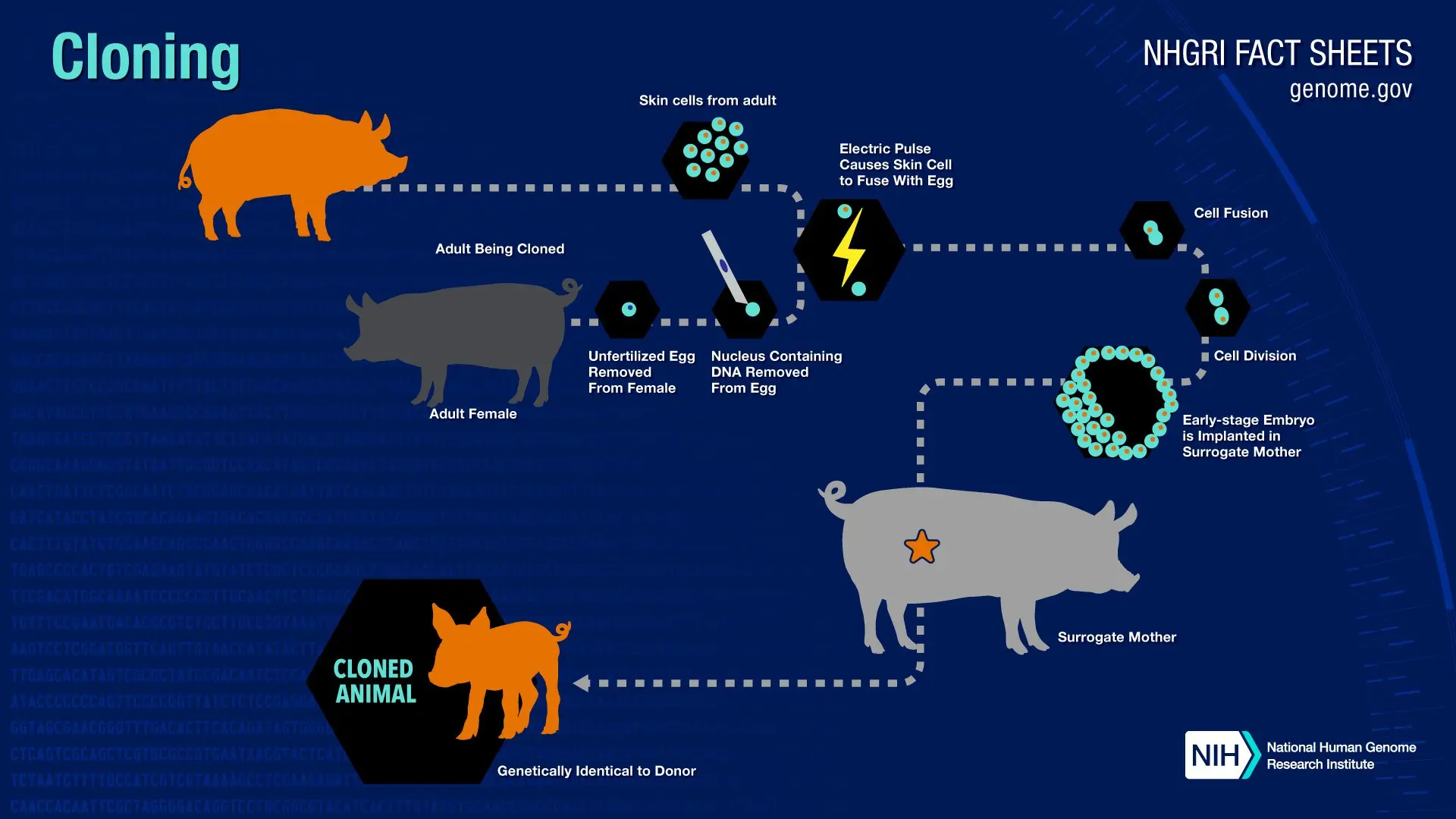 Cloning &#8211; what is it? Types of cloning